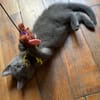 NUBE ET NUIAQ À ADOPTER ENSEMBLE OU SEUL SI DÉJÀ UN CHAT PRÉSENT CHEZ VOUS