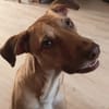 Fifi, mâle croisé berger, né le 15/06/2022 🐶