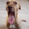 Fifi, mâle croisé berger, né le 15/06/2022 🐶