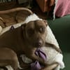 Brooklyn, femelle, Berger X Staffordshire Terrier (Décatégorisée par diagnose), née le 20/04/2022 🐶