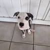 Tequila, Mâle, X Berger, né le 24/04/2026 🐶