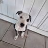Tequila, Mâle, X Berger, né le 24/04/2026 🐶