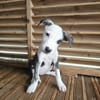 Tequila, Mâle, X Berger, né le 24/04/2026 🐶