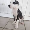 Tequila, Mâle, X Berger, né le 24/04/2026 🐶
