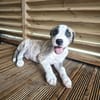 Sunrise, Mâle, X Berger, né le 24/04/2026 🐶