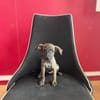 Querida, Femelle, X Berger, née le 15/05/2026 🐶