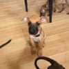 Nao, Mâle, X Berger, né le 15/05/2026 🐶
