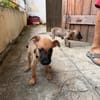 Nao, Mâle, X Berger, né le 15/05/2026 🐶