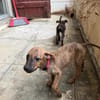 Lexi, Femelle, X Berger, née le 15/05/2026 🐶