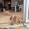 Lexi, Femelle, X Berger, née le 15/05/2026 🐶