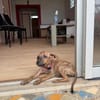 Lexi, Femelle, X Berger, née le 15/05/2026 🐶