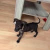 Kumo, Mâle, X Berger, né le 15/05/2026 🐶