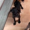Kumo, Mâle, X Berger, né le 15/05/2026 🐶
