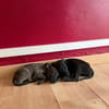 Kumo, Mâle, X Berger, né le 15/05/2026 🐶