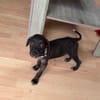 Kumo, Mâle, X Berger, né le 15/05/2026 🐶