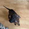 Kaori, Femelle, X Berger, née le 15/05/2026 🐶