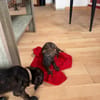 Kaori, Femelle, X Berger, née le 15/05/2026 🐶