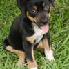 Hakuna, Femelle, X Berger, née le 01/06/2026 🐶