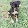 Hakuna, Femelle, X Berger, née le 01/06/2026 🐶