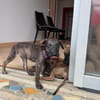 Fifa, Femelle, X Berger, née le 15/05/2026 🐶