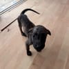 Fifa, Femelle, X Berger, née le 15/05/2026 🐶