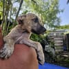 Fenzo, Mâle, X Berger, né le 24/04/2026 🐶