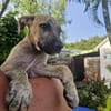 Fenzo, Mâle, X Berger, né le 24/04/2026 🐶