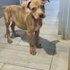 Bubble, Mâle, X Berger, né le 15/04/2026 🐶