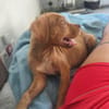 Bubble, Mâle, X Berger, né le 15/04/2026 🐶