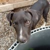 Bora, femelle, Croisée Berger, née le 01/03/2026