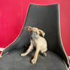 Bingo, Mâle, X Berger, né le 15/05/2026 🐶