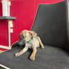 Bingo, Mâle, X Berger, né le 15/05/2026 🐶