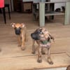 Bingo, Mâle, X Berger, né le 15/05/2026 🐶