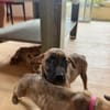 Bingo, Mâle, X Berger, né le 15/05/2026 🐶