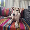 Bao, Mâle, X Berger, né le 24/04/2026 🐶