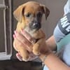 Welpe Nanni sucht ein Zuhause