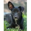 Jakobus - wartet in 53804 Much