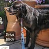 Sirius Black  Vier Pfoten, die ...