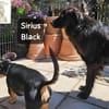 Sirius Black  Vier Pfoten, die ...