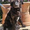 Sirius Black  Vier Pfoten, die ...