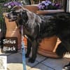 Sirius Black  Vier Pfoten, die ...