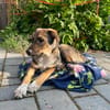 Freundlicher, verspielter Welpe Justus