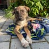Freundlicher, verspielter Welpe Justus