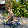 Freundlicher, verspielter Welpe Justus