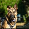 Mora 1-2 j. 53 cm Schäferhund o. Mix