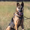 Mora 1-2 j. 53 cm Schäferhund o. Mix