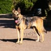 Mora 1-2 j. 53 cm Schäferhund o. Mix