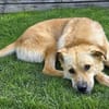 Thaia 55 cm 7 Jahre