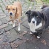 Gnadenplatz für Max gesucht