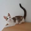 Liebes, dreifarbiges Kitten sucht Gesellschaft